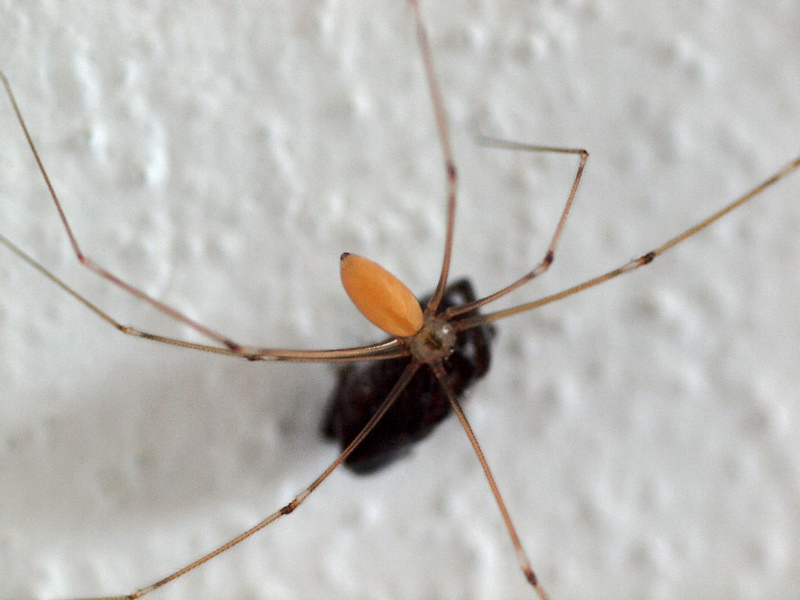 Pholcus sp.